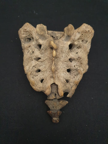 Real human sacrum medical specimen.