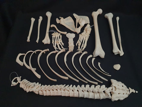 Real human medical half skeleton without skull, very good condition.