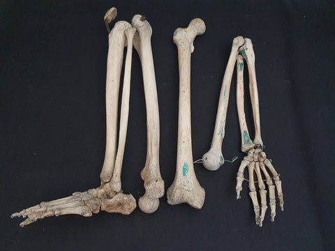 Antique real human articulated arm and leg bones with hand and foot.