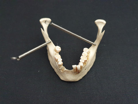 Real human jawbone/ mandible medical specimen