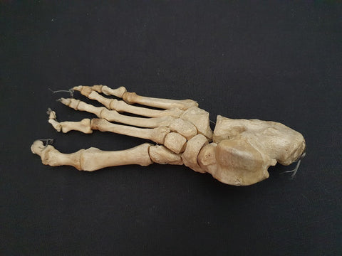 Real human foot bones medical specimen