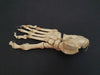 Real human foot bones for sale