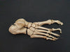 Real human foot bones for sale