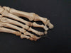 Real human foot bones for sale