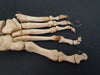 Real human foot bones for sale