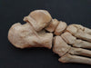 Real human foot bones for sale