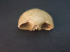 human disarticulated skull for sale