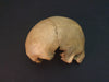 human disarticulated skull for sale