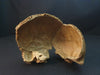 human disarticulated skull for sale