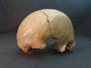 human disarticulated skull for sale