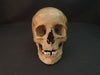 real human skull for sale