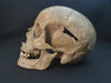 real human skull for sale