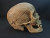 real human skull for sale