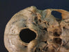 real human skull for sale