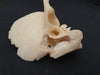 human temporal bone for sale