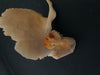 human temporal bone for sale