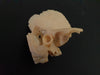 human temporal bone for sale