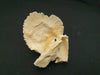 human temporal bone for sale