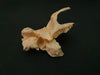 human temporal bone for sale