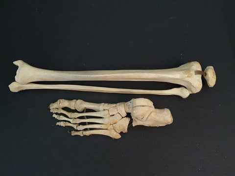 Real human lower leg and articulated foot bones.