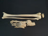 Real human leg bones for sale