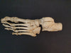 Real human leg bones for sale