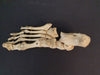 Real human leg bones for sale