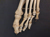 Real human leg bones for sale