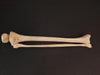 Real human leg bones for sale