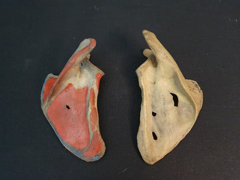 Two real human scapulae, medical specimens.