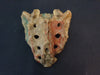 Real human sacrum for sale