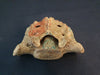 Real human sacrum for sale