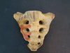 Real human sacrum for sale