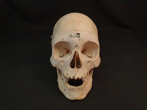 Real human medical skull, sagittal section young adult