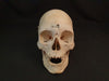 Real human skull for sale