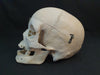 Real human skull for sale