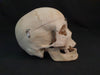 Real human skull for sale