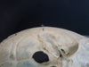 Real human skull for sale