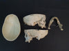 Real human skull for sale