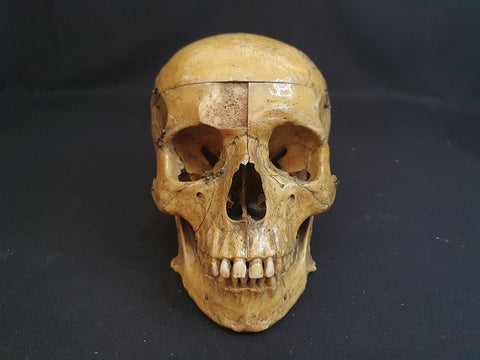 Antique Adam Rouilly real human demonstration skull in original box.