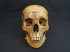 Adam Rouilly real human demonstration skull for sale