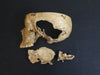 Adam Rouilly real human demonstration skull for sale