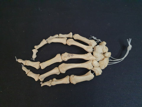 Real human hand bones, medical specimen.