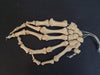 Real human hand bones for sale