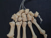 Real human hand bones for sale