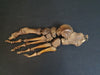 Real human articulated foot bones for sale