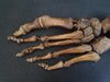 Real human articulated foot bones for sale