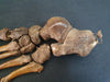 Real human articulated foot bones for sale