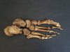 Real human articulated foot bones for sale