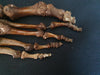 Real human articulated foot bones for sale